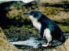 Penguin.jpg (98520 bytes)